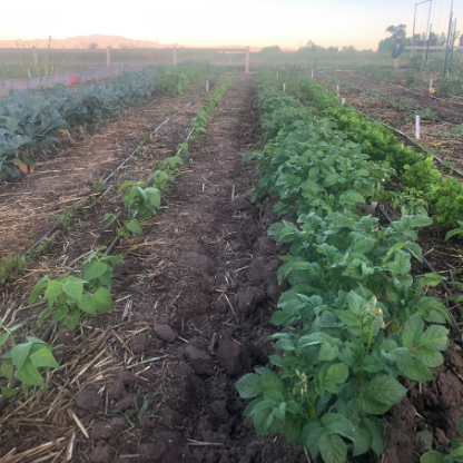 Rows of vegetable crops
