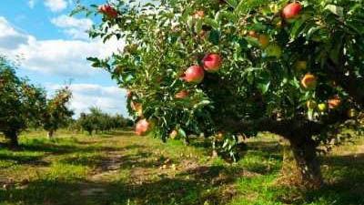 Apple Production and Variety Recommendations for the Utah Home Garden 