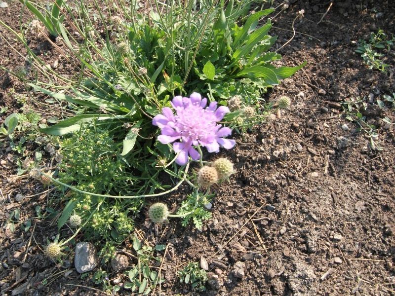 Pincushion Flower ‘Vivid Violet’