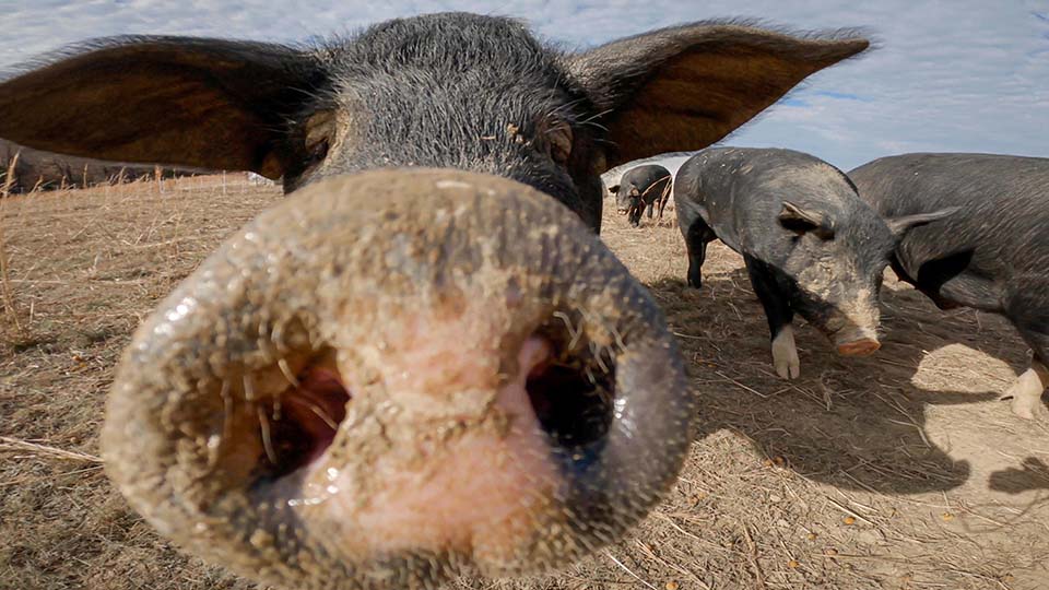 Closeup of hog snout