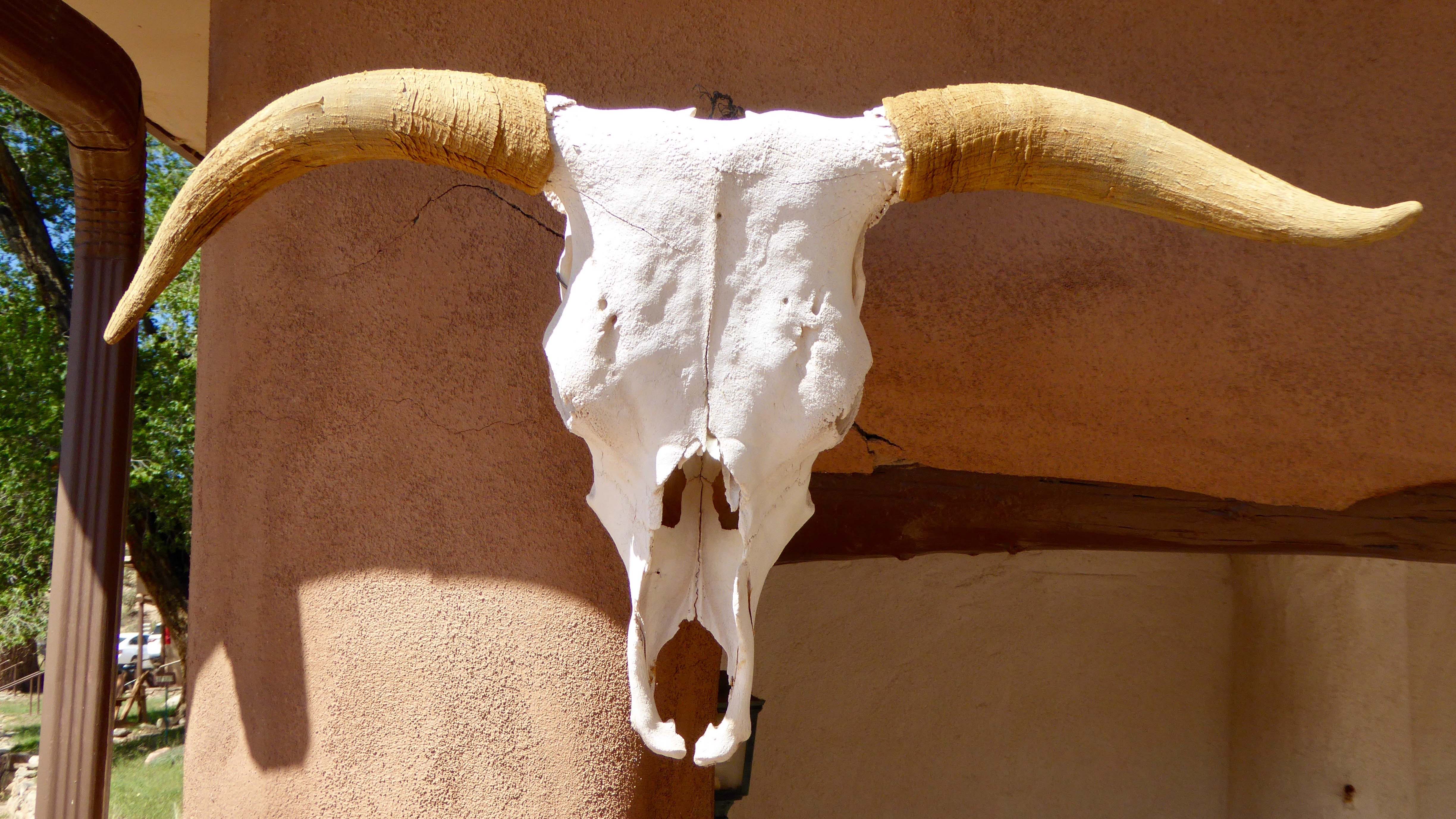 cattle skull