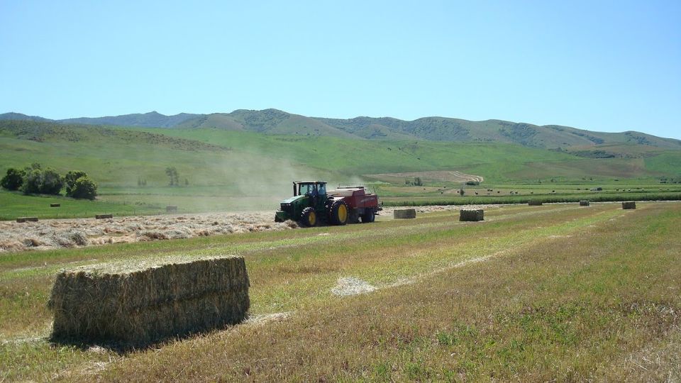 Alfalfa Hay Field