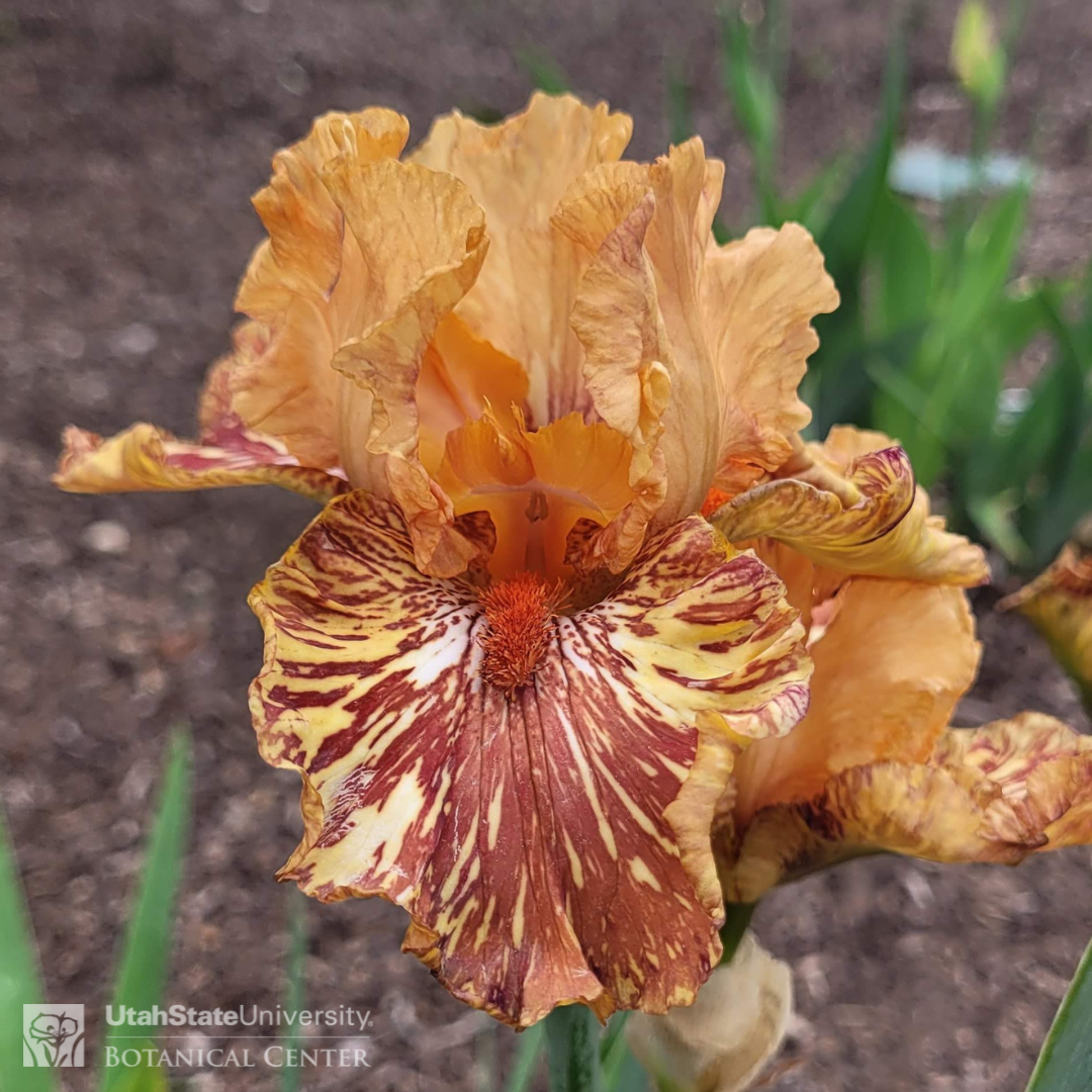 Orange iris with rust striped falls