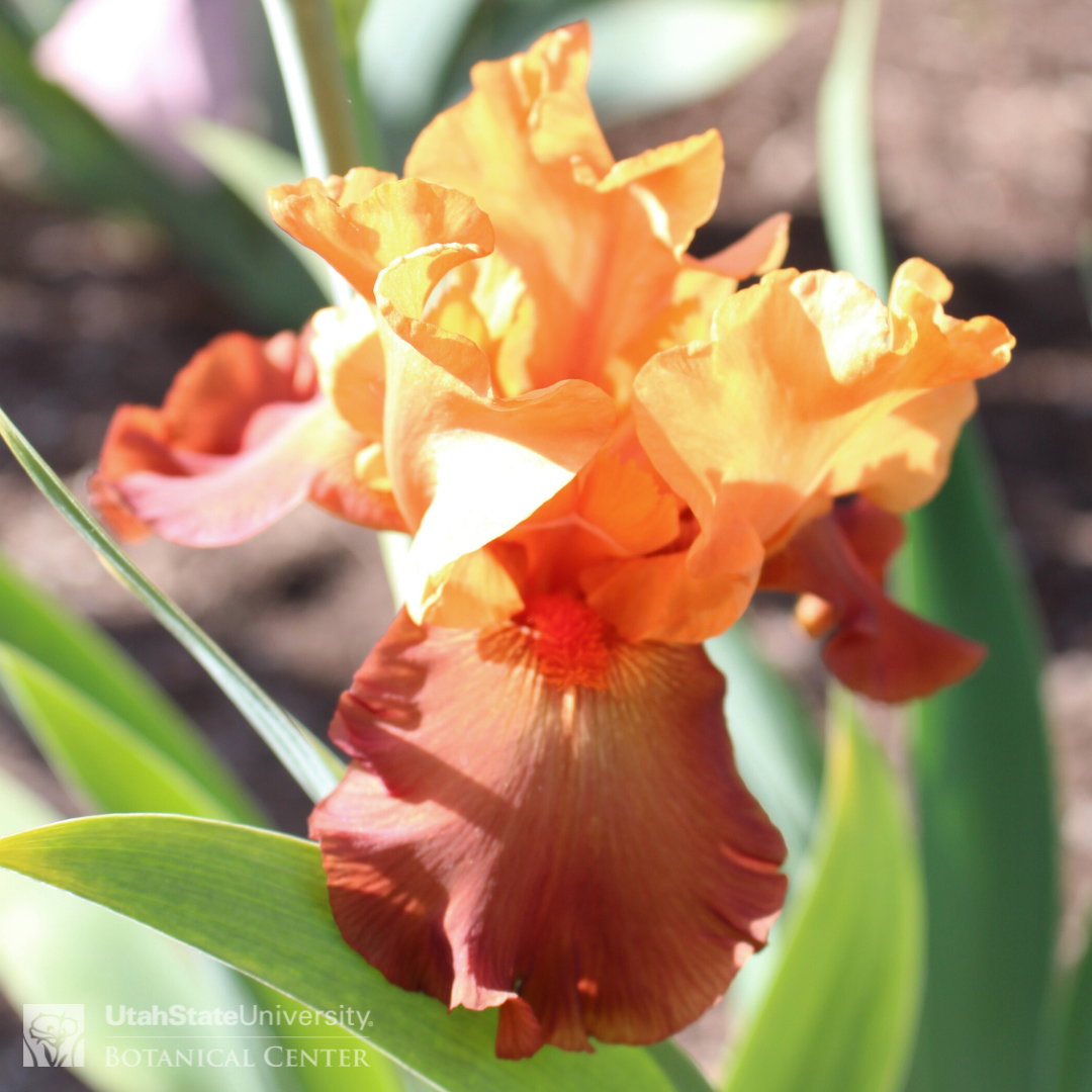 Rust and orange iris
