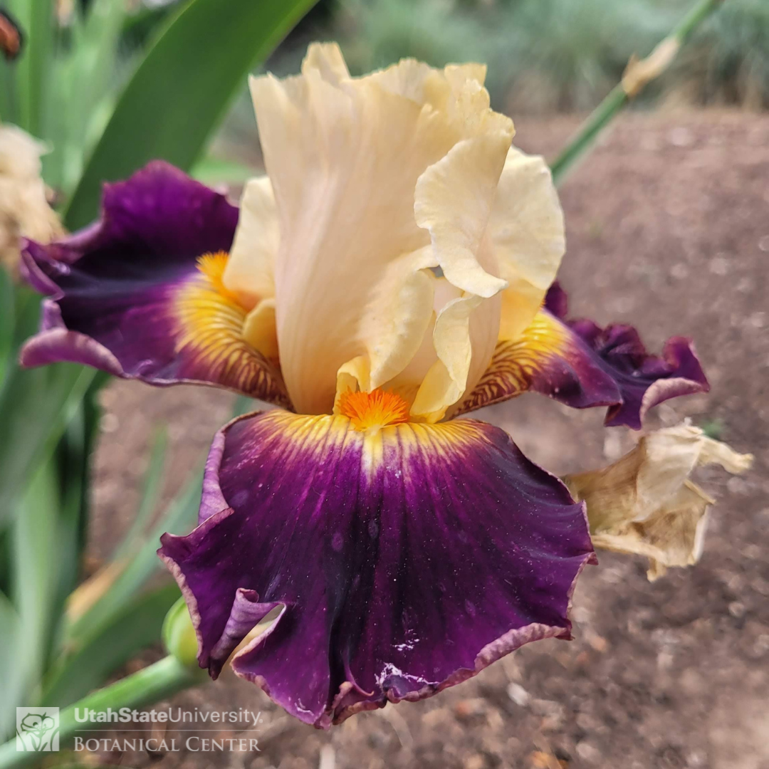 Pale yellow iris with purple falls and orange beard