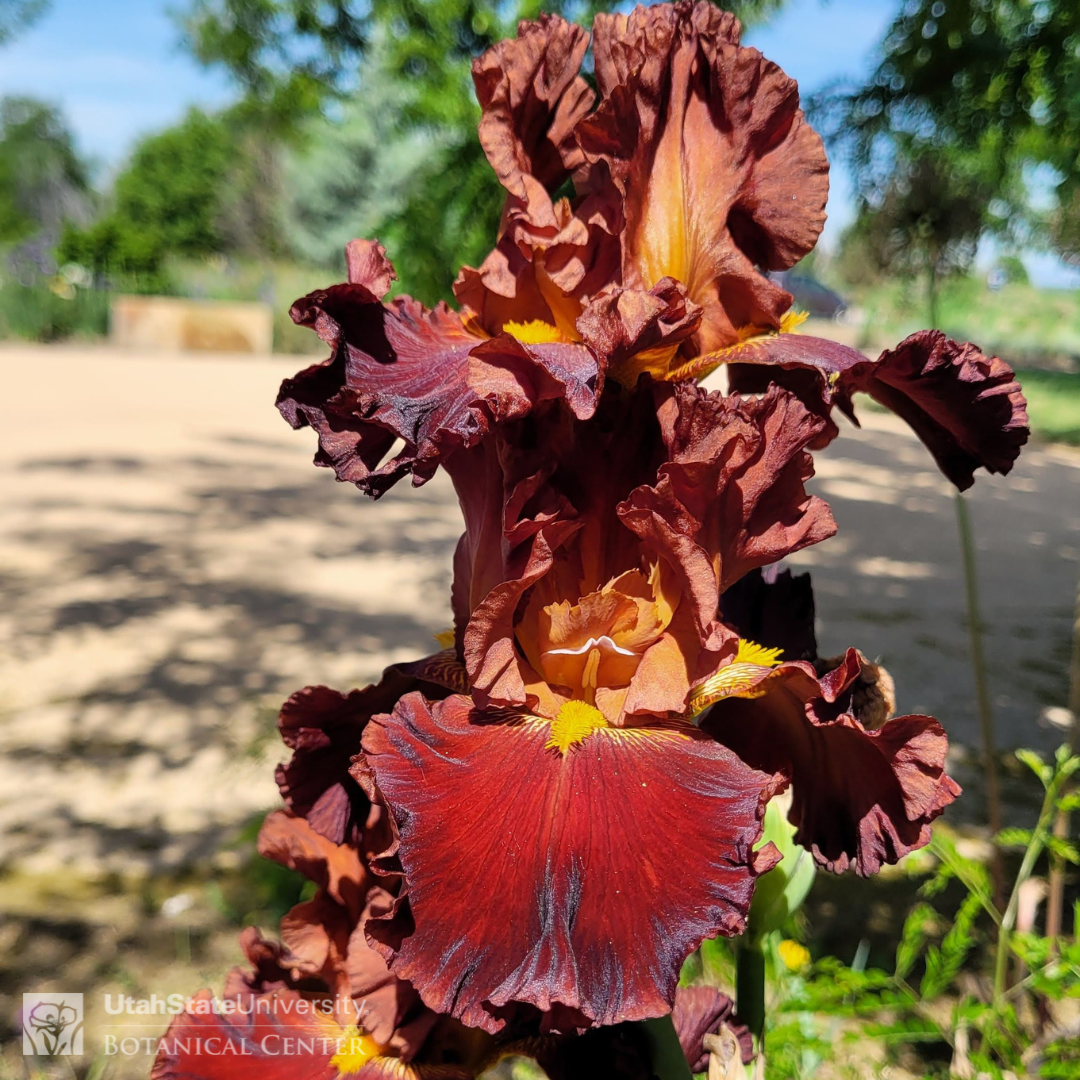 red and rust colored iris