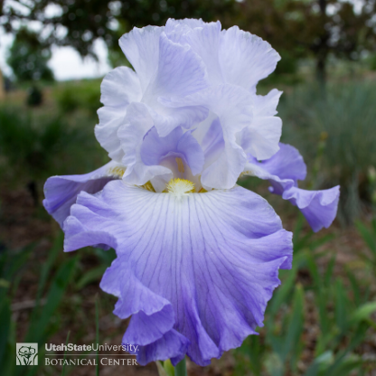 light purple iris