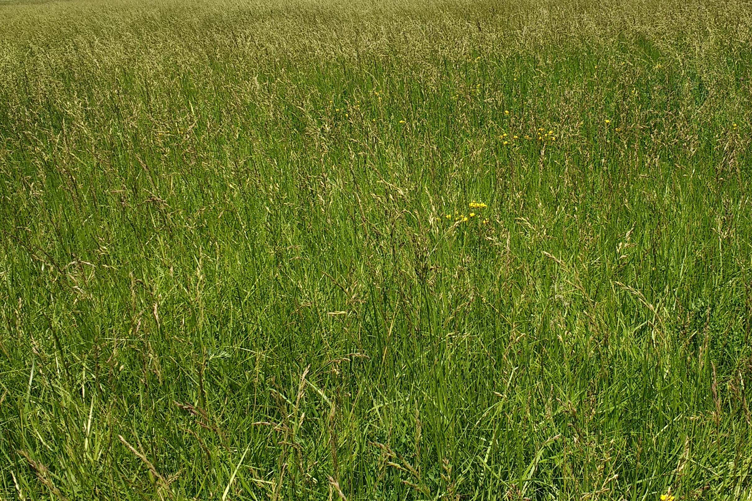 Picture of a field of different pasture grasses