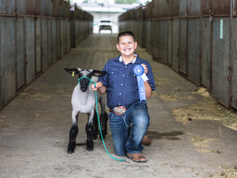 Youth showing blue ribbon off with sheep at fair