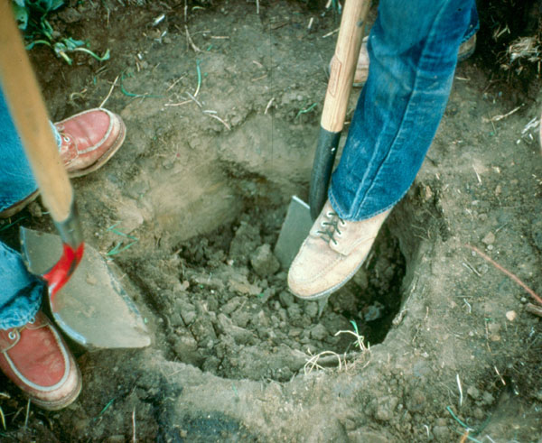 Two people digging a hole