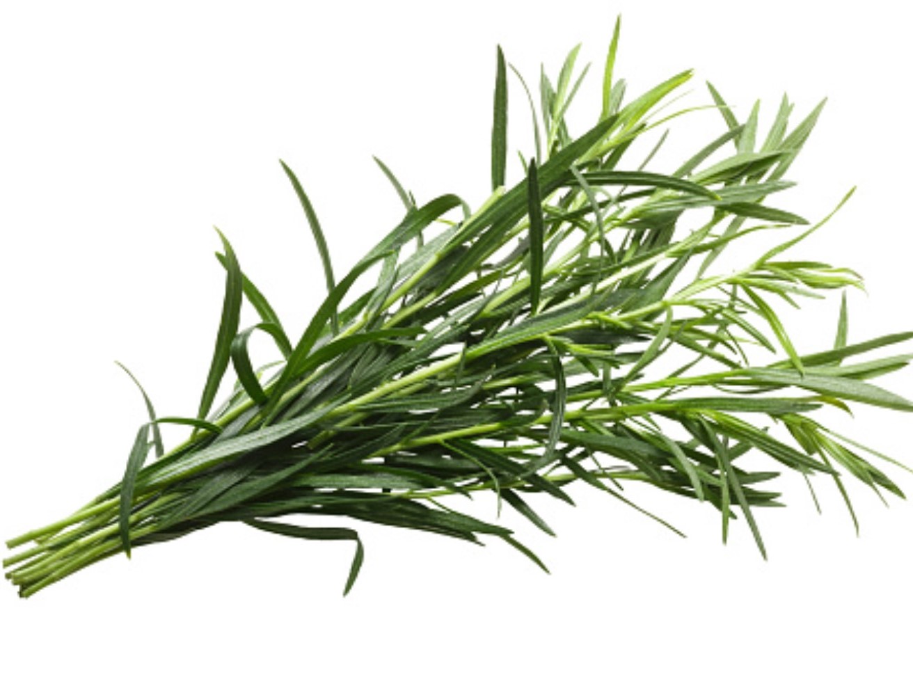 How to Grow French Tarragon in Your Garden