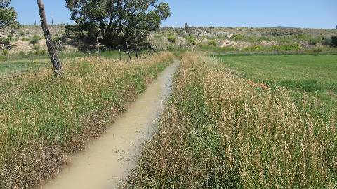Image of surface irrigation head ditch.