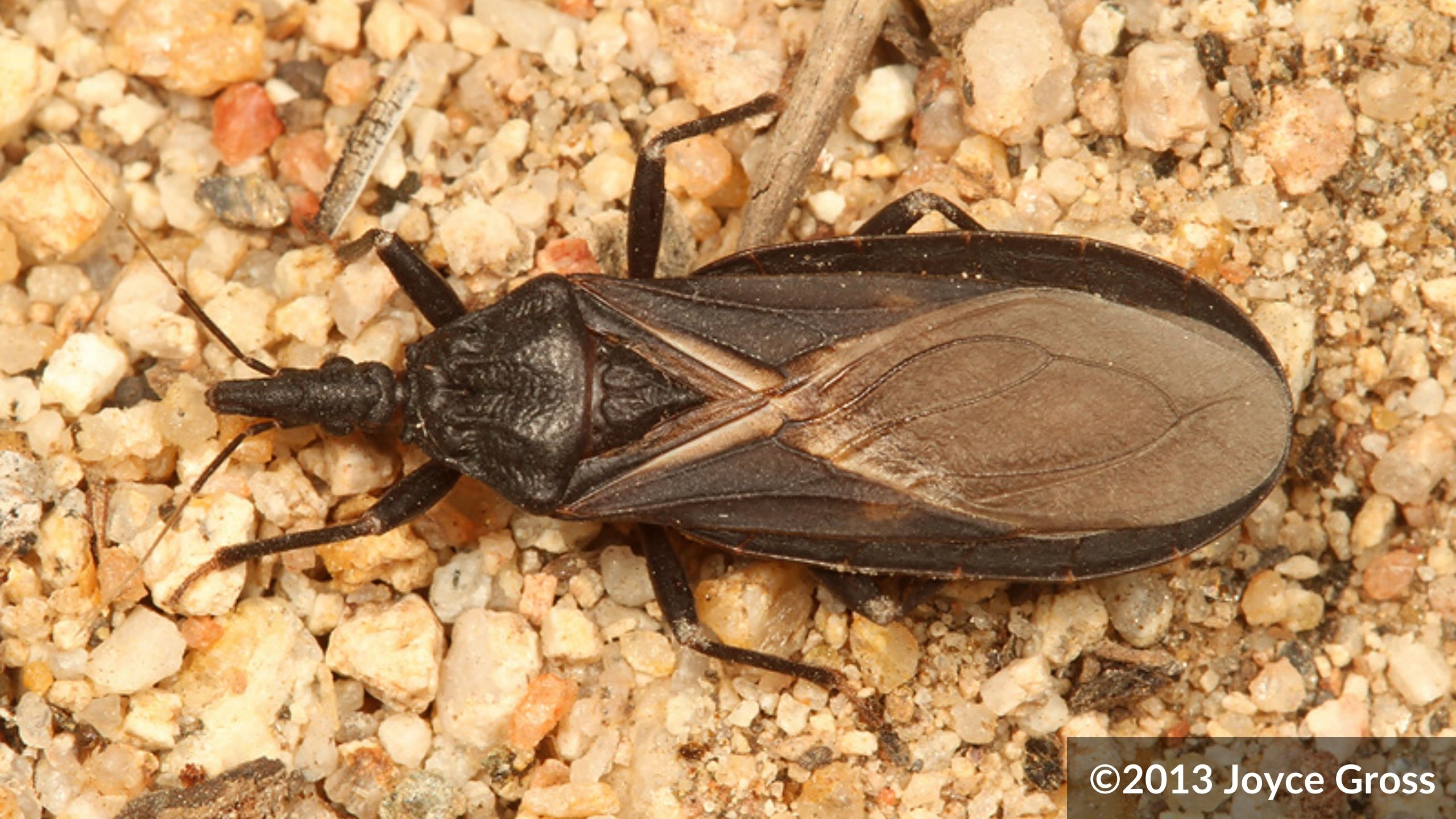 Western Conenose Bug Adult