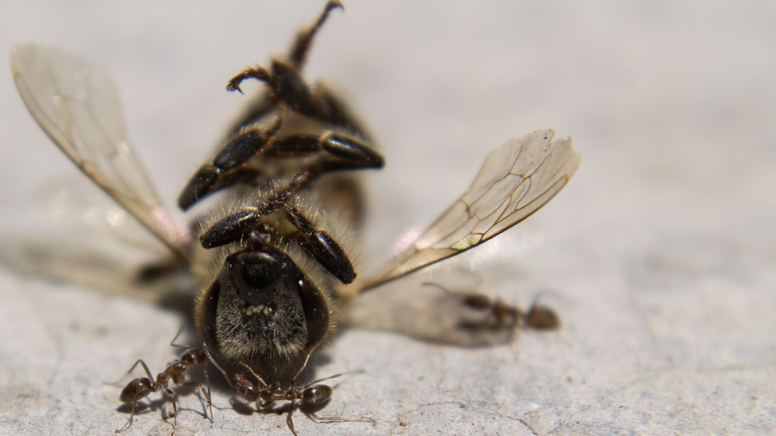 A dead native bee.