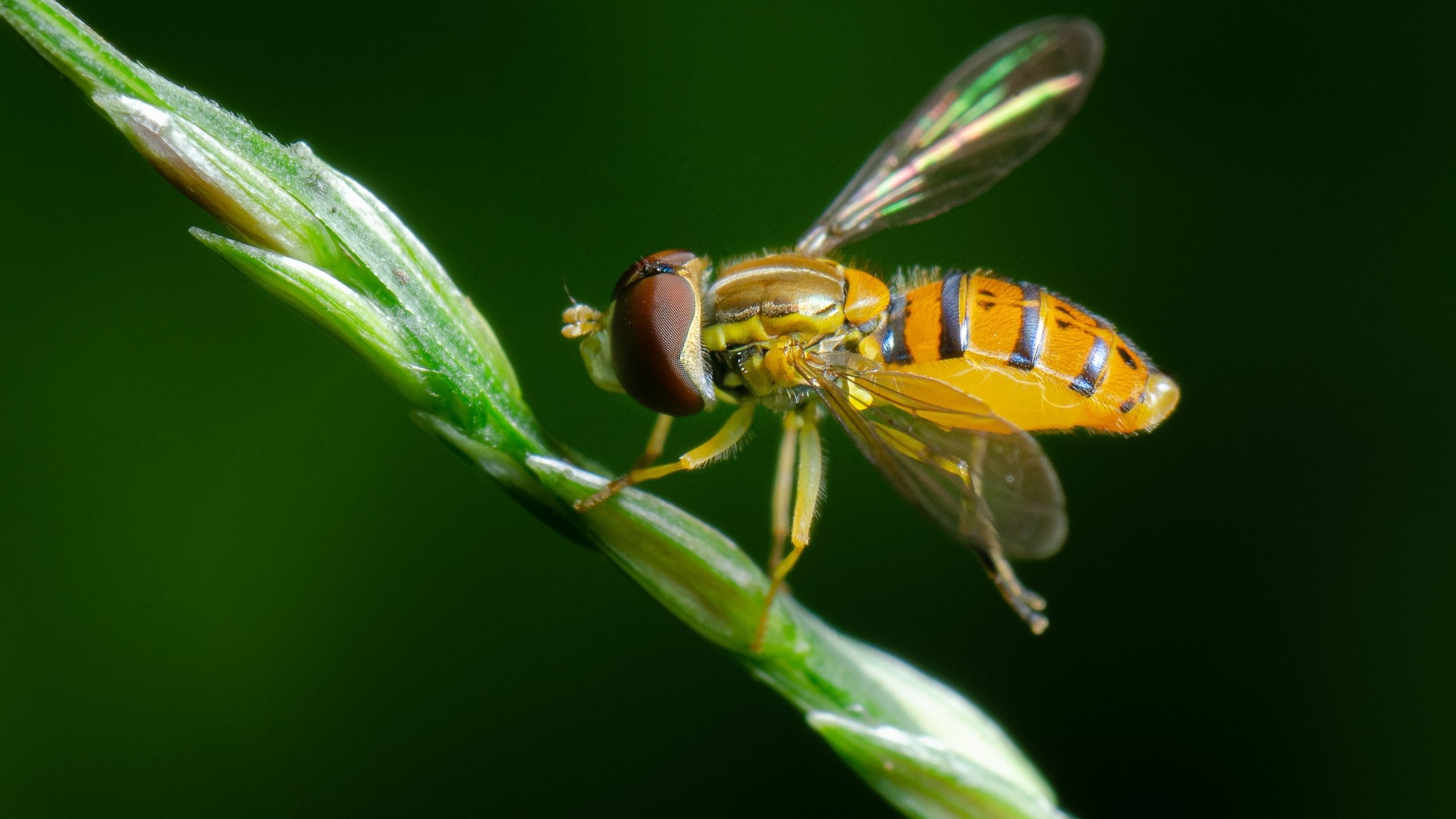 An adult syrphid fly on a grass stem.