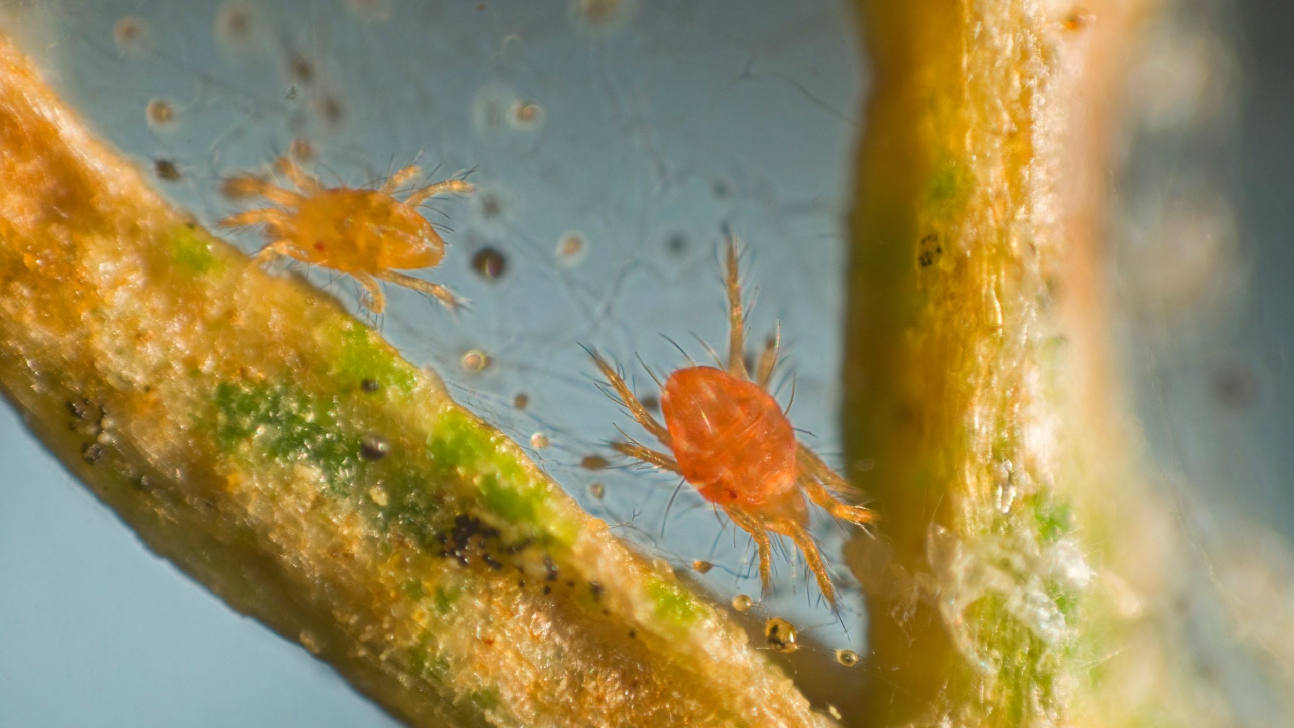Two-spotted spider mite adult