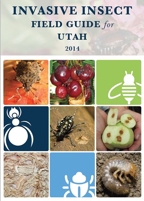 Insect Field Guide Cover Image
