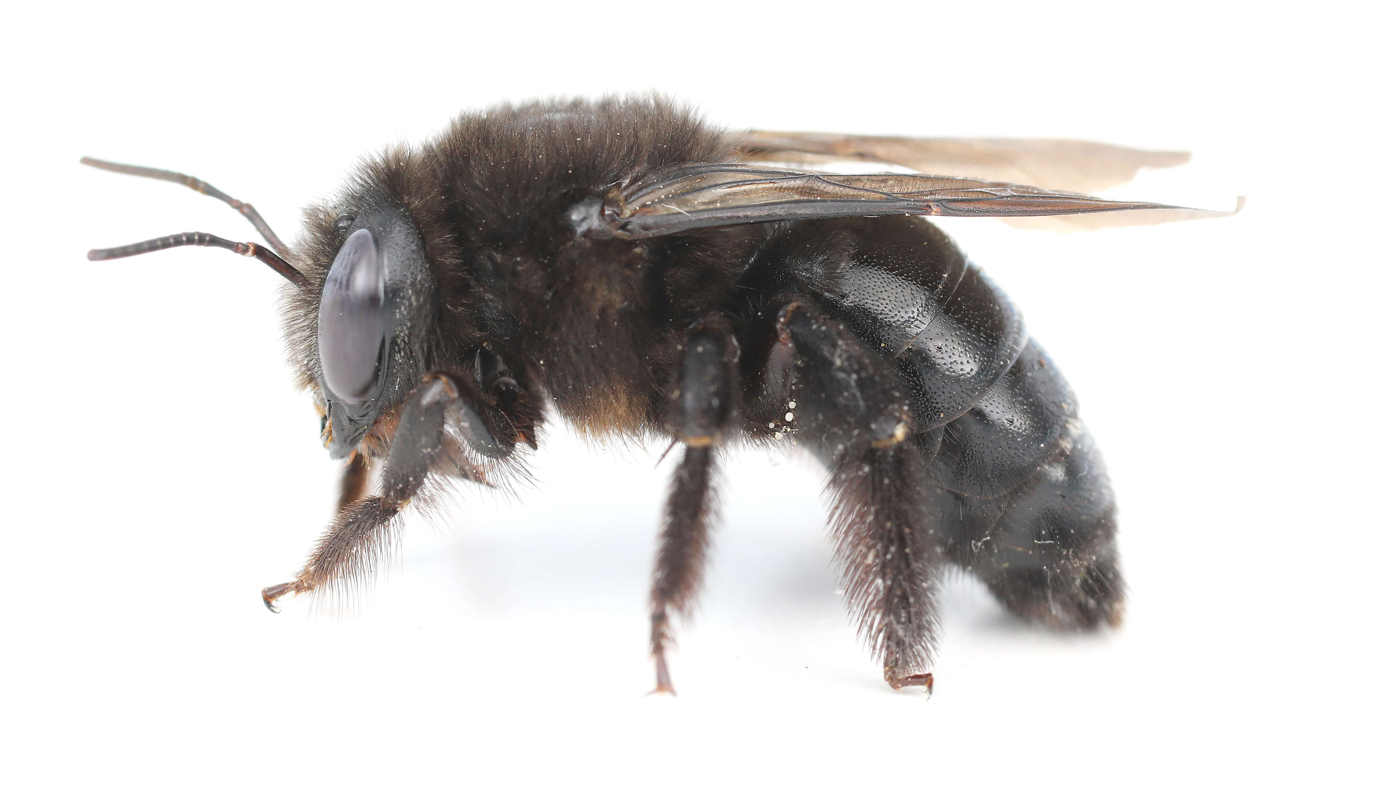 Large Carpenter Bee, Xylocopa spp. Photo Credit: Joseph Wilson, Utah State University