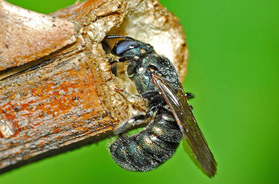 Small carpenter bee, Ceratina sp. boring into a stem. Photo Credit: Hectonichus, Wikimedia Commons, commons.wikimedia.org