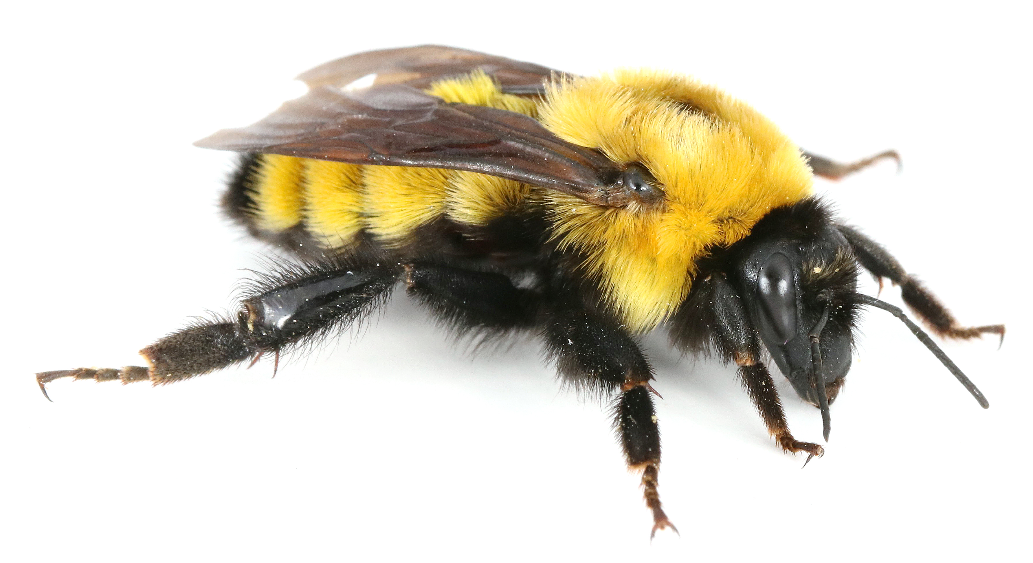 Golden northern bumble bee, Bombus fervidus. Photo Credit: Joseph Wilson Utah State University