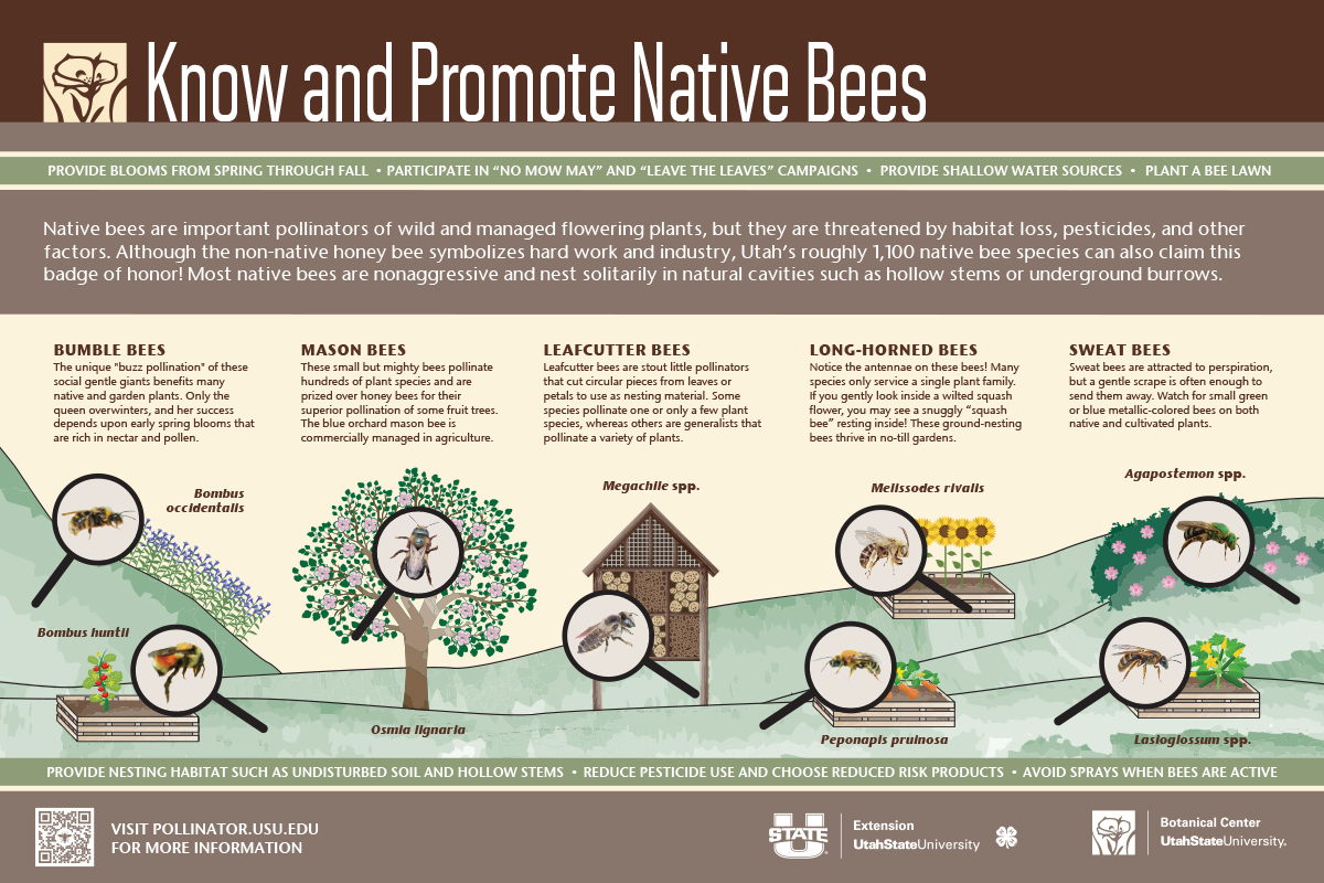 Know and promote native bees.