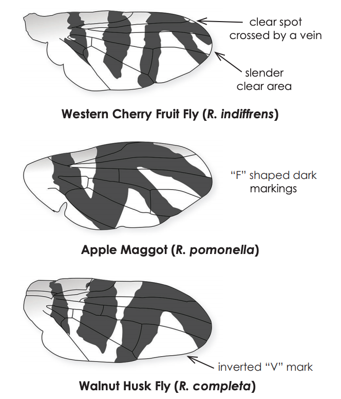 Wing Patterns