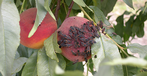 group of boxelder bugs on a peach