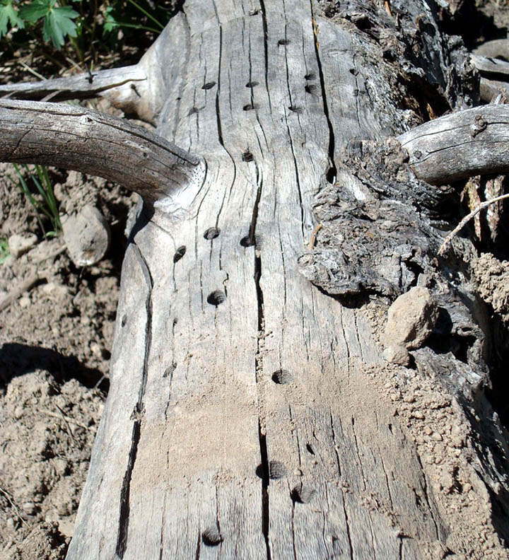 holes in dead tree stump on ground
