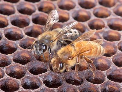Africanized honey bees (left) and European honey bees (right) are visually indistinguishable from one another (Susan Ellis)