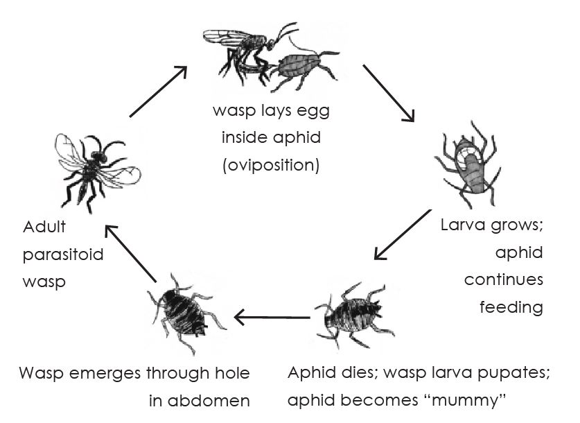 parasitic wasp lifecycle