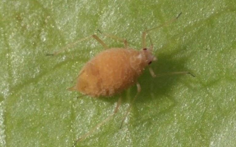 Aphid killed by infection with Beauveria bassiana