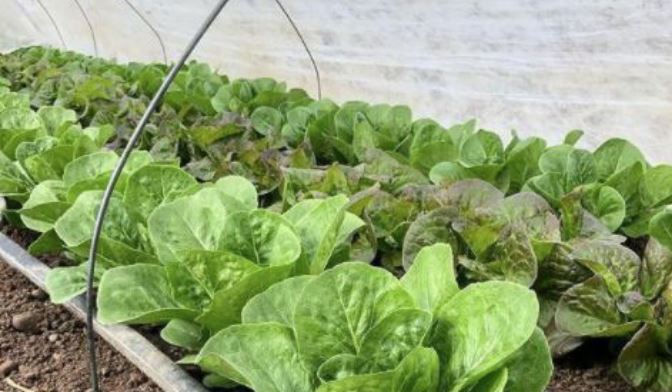 lettuce under wire hoop