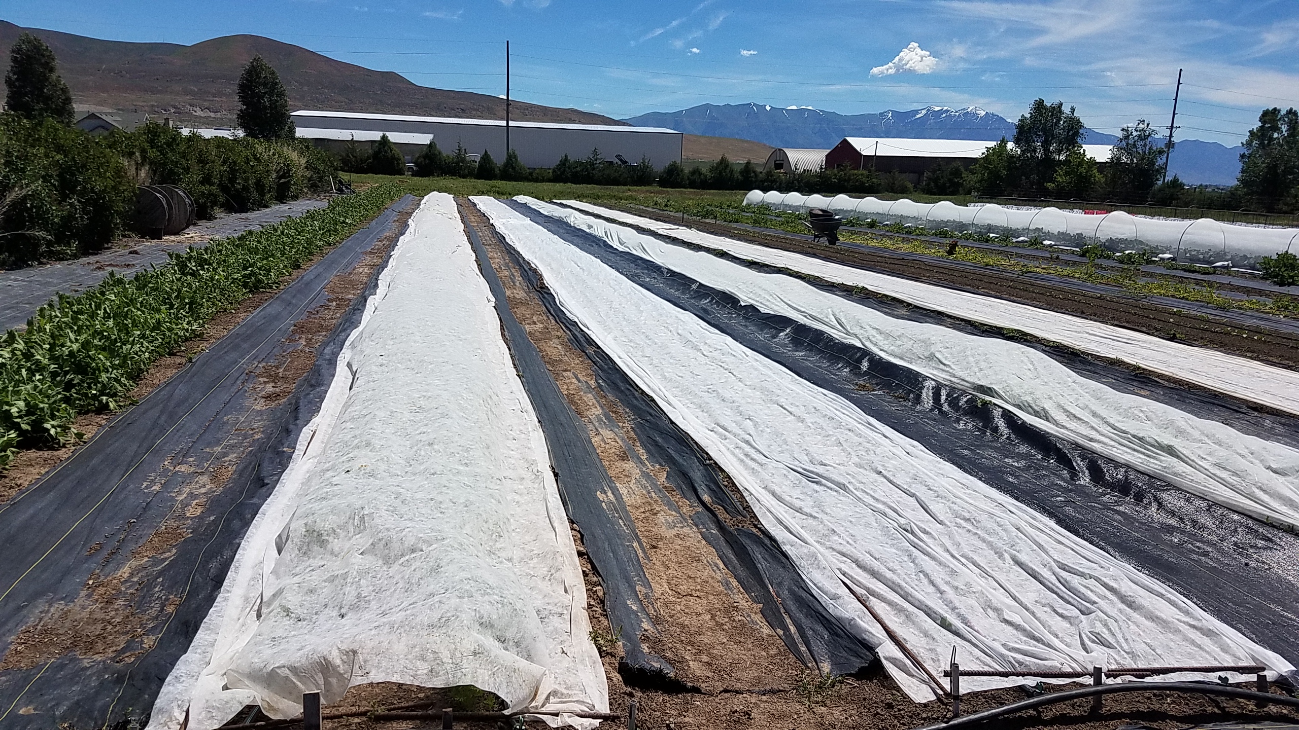 row covers laid directly on crops