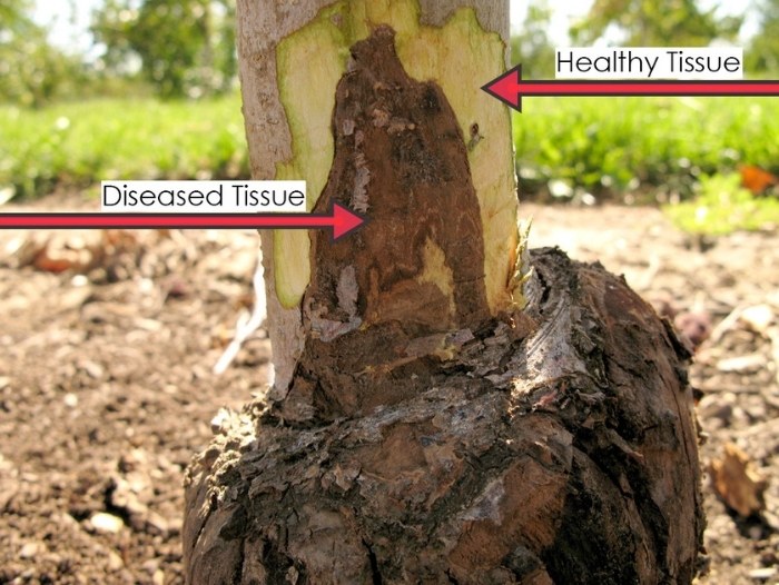 Crown Rot and Root Rot