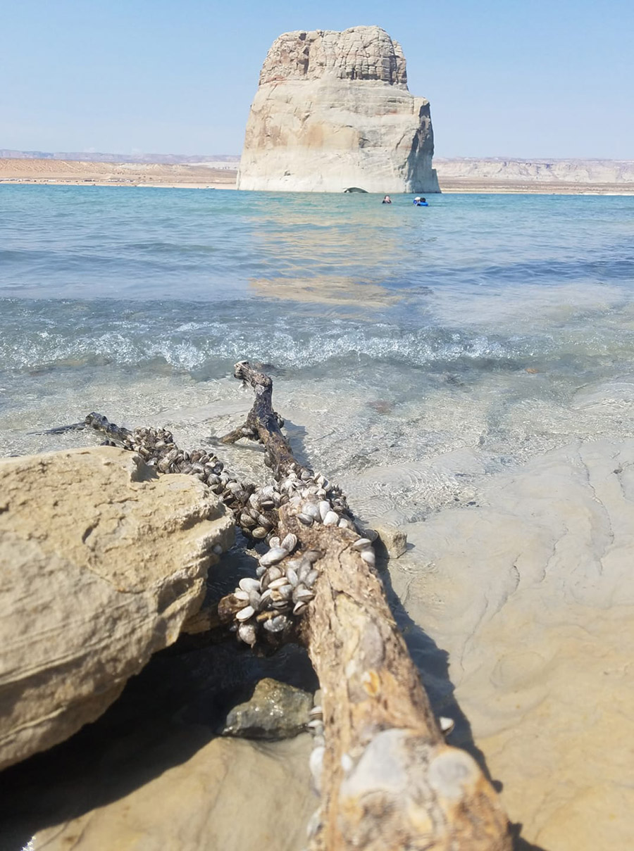 Quagga mussels exposed by lower water levels at Lake Powell (Image: National Park Service, David Rankin)