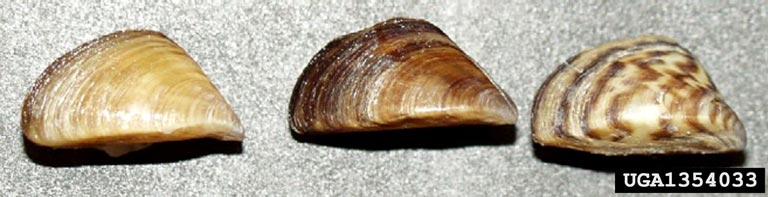 Zebra mussel adults have a more flattened appearance. Shells can vary widely in pattern and coloration. 