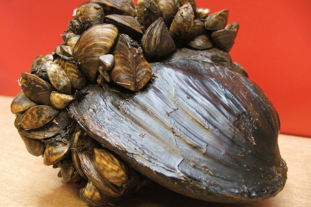 Zebra mussels on a freshwater mussel. (Image: Ohio Sea Grant)