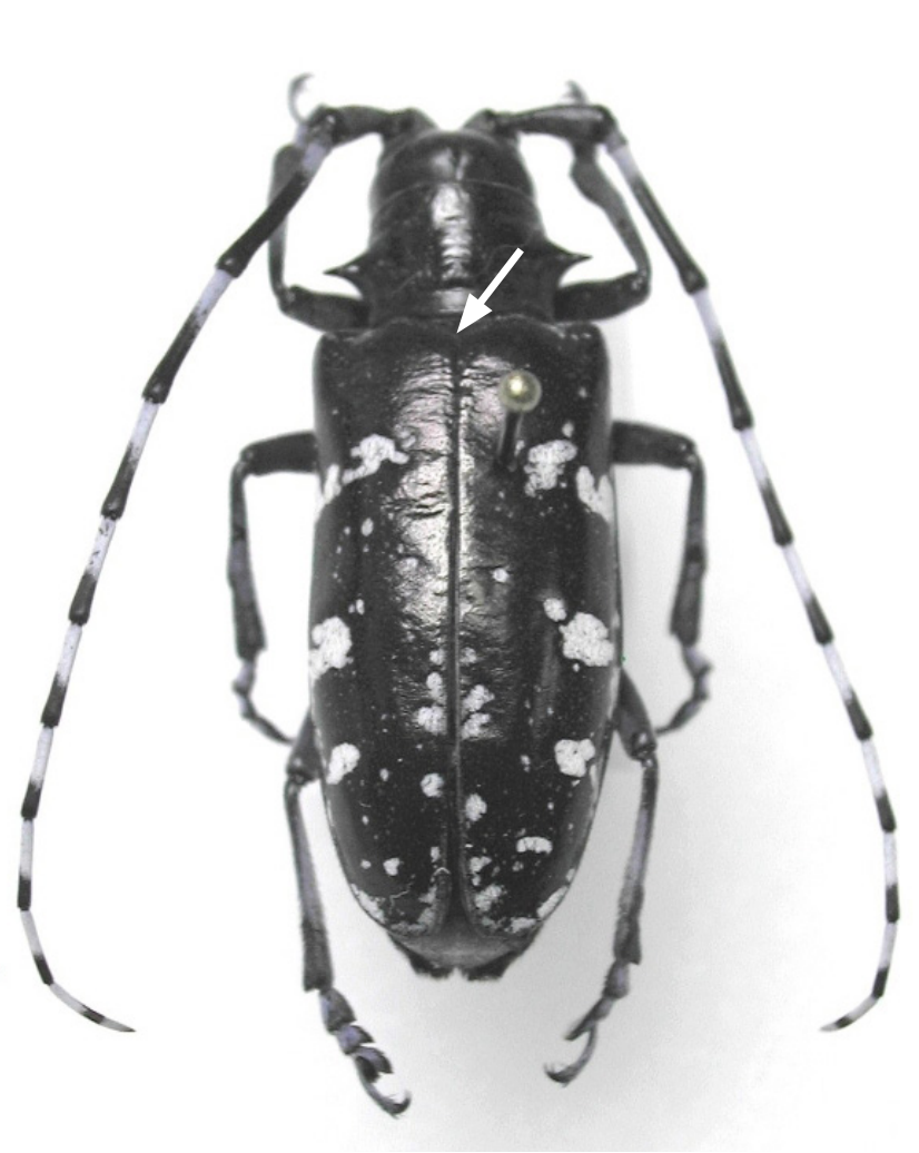 Adults are large (3/4 – 1 1/2-inches long) conspicuous beetles that have a glossy-smooth black body with irregular white spots, and a black scutellum (the region between the tops of the wings - note white arrow in figure)