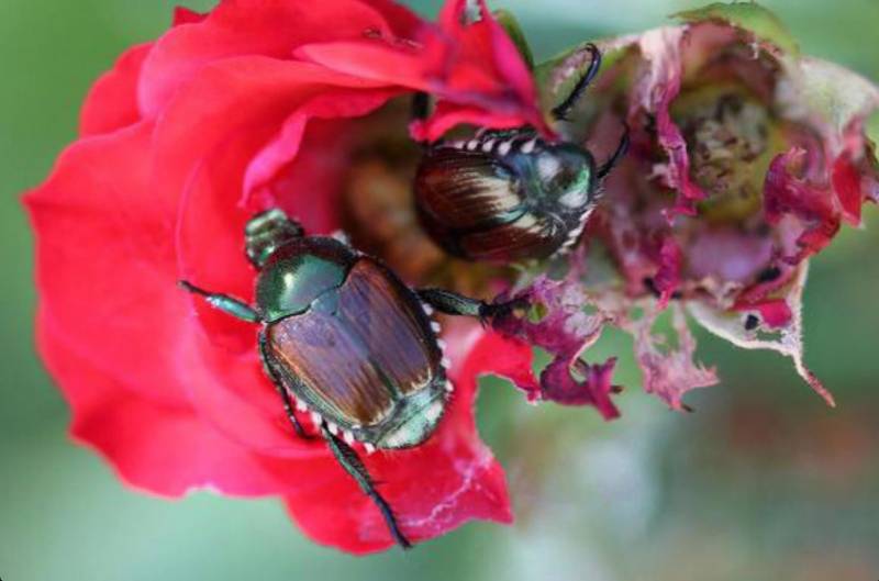 Two Japanese beetle adults on a rose (Rosa spp.) flower