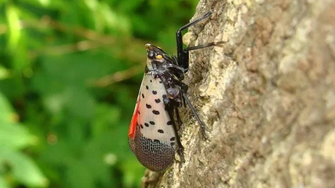 Spotted lanternfly on tree trunk