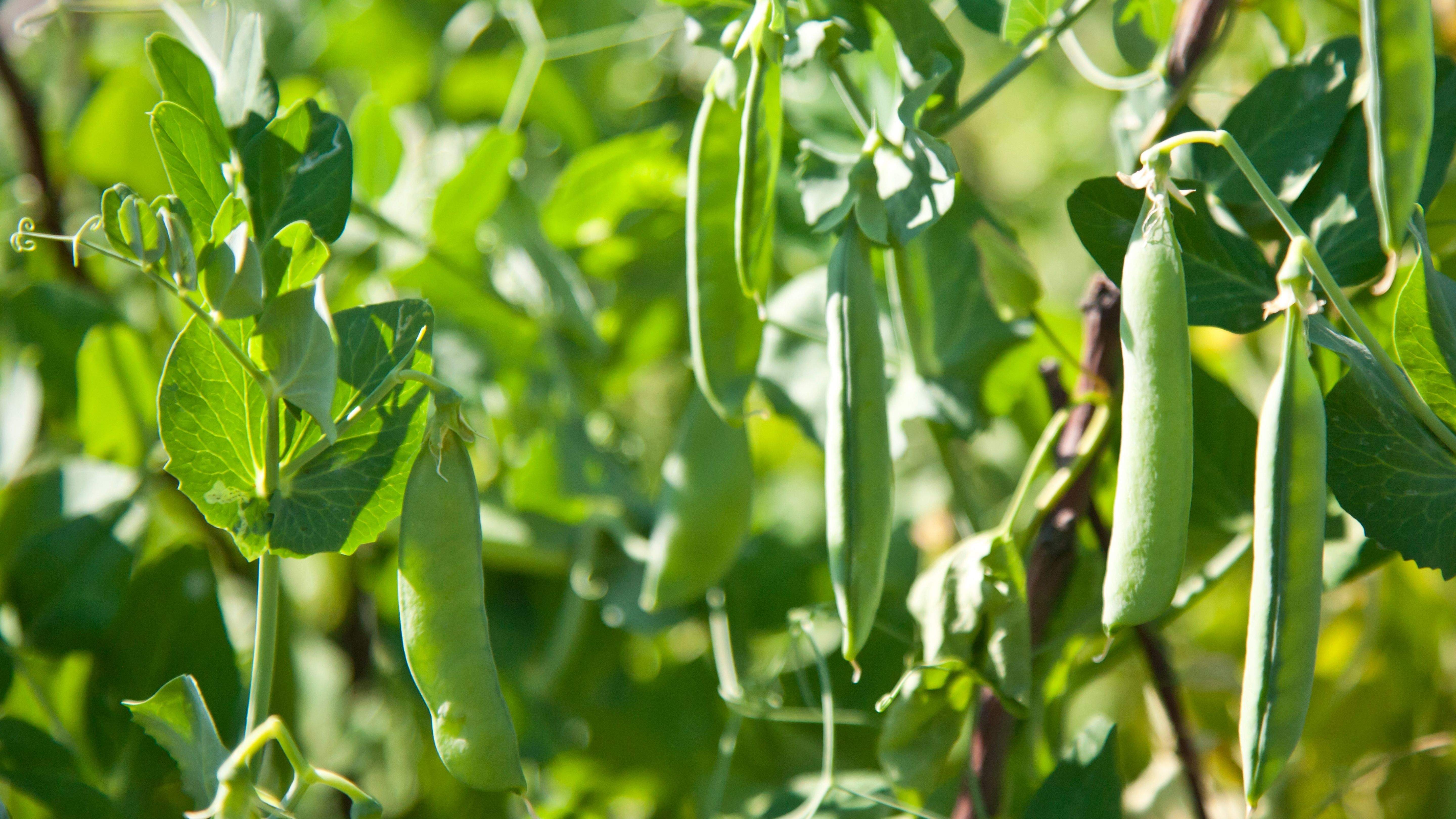 Overview of Pea Pests