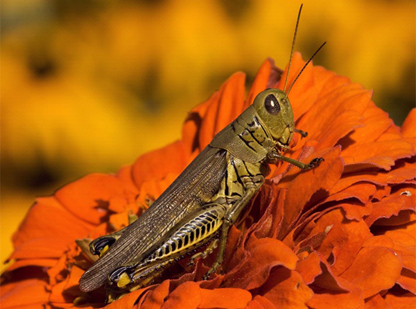 Differential Grasshopper (Melanoplus differentialis). Image courtesy of David Cappaert.