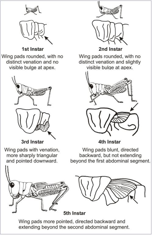 Images and Descriptions of Grasshopper Stages. Image courtesy of University of Nebraska Extension.