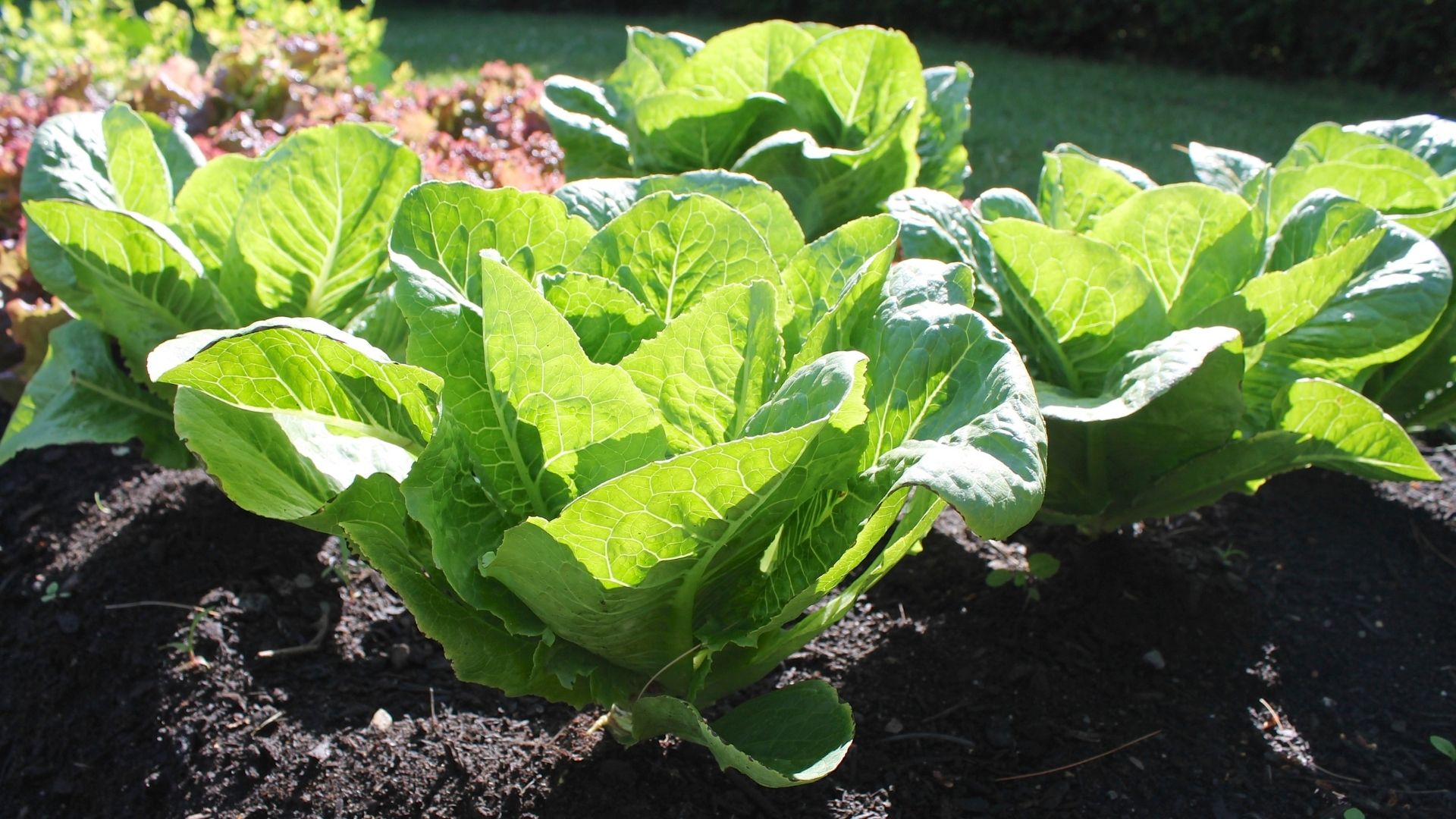 Overview of Leafy Green Pests