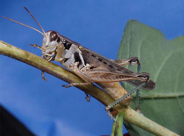 Migratory Grasshopper (Melanoplus sanguinipes). Image courtesy ofJoseph Berger. 
