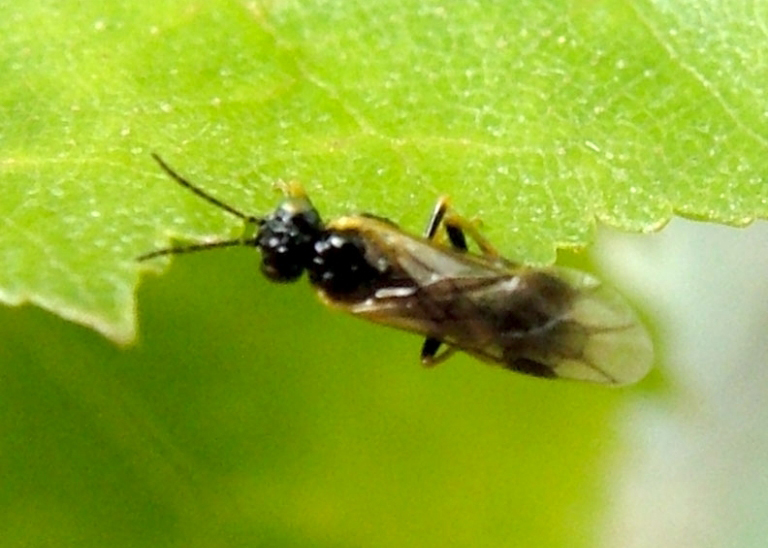 leafminer sawfly