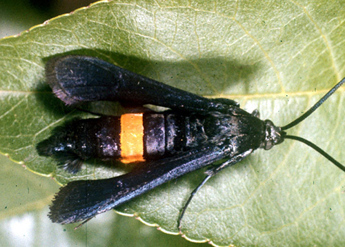 greater peachtree borer