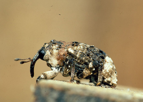 poplar and willow borer weevil