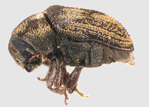 ash bark beetle