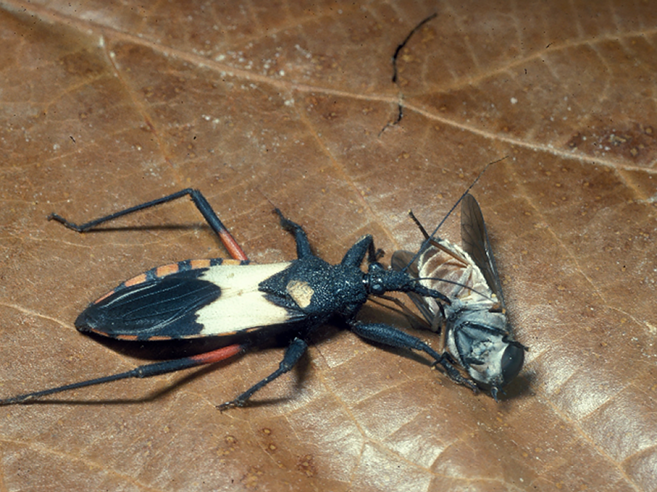 Fig. 4. Assassin bug adult feeding on a fly.